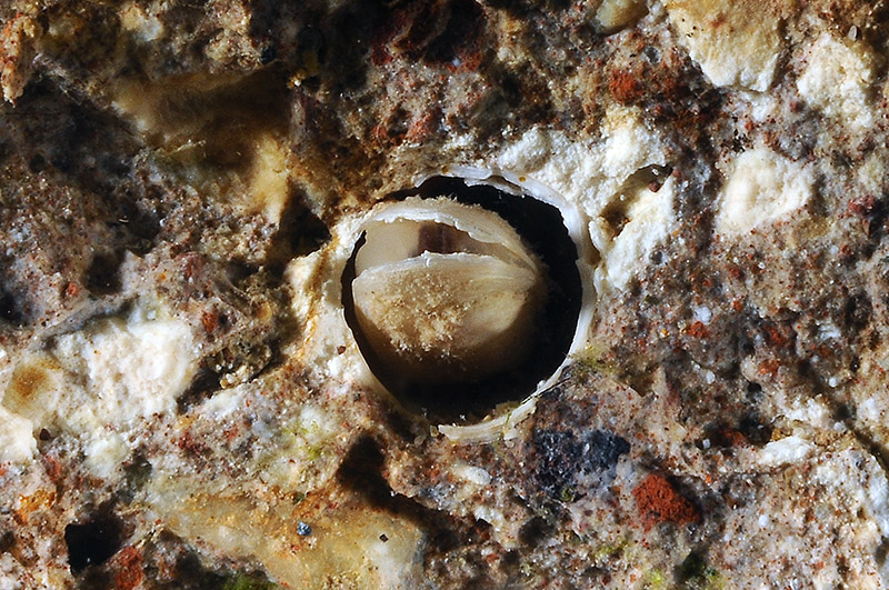 Bivalve da determinare